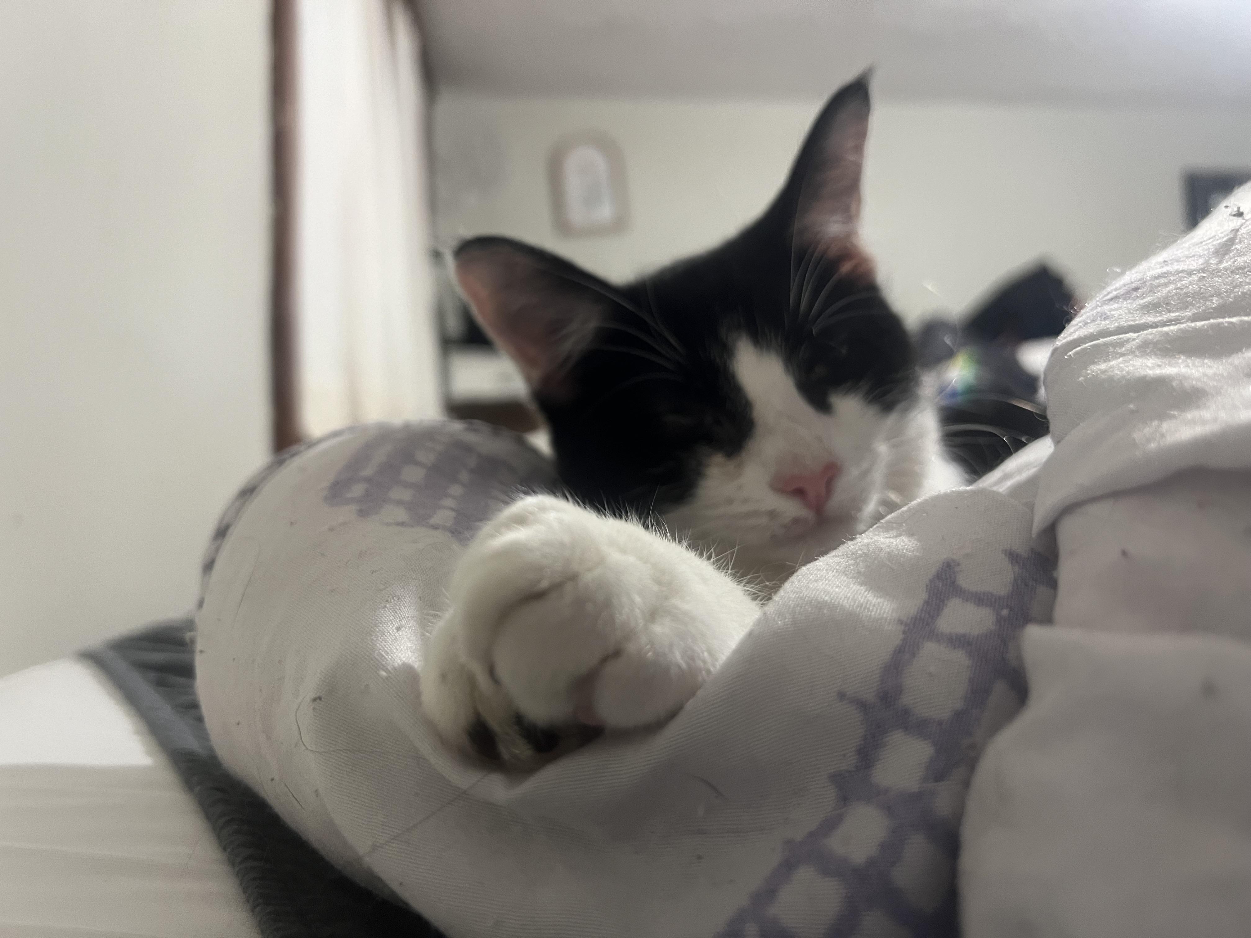 Enlarge Henny, a Adoptable Domestic Short Hair in Akron, OH image 4/4