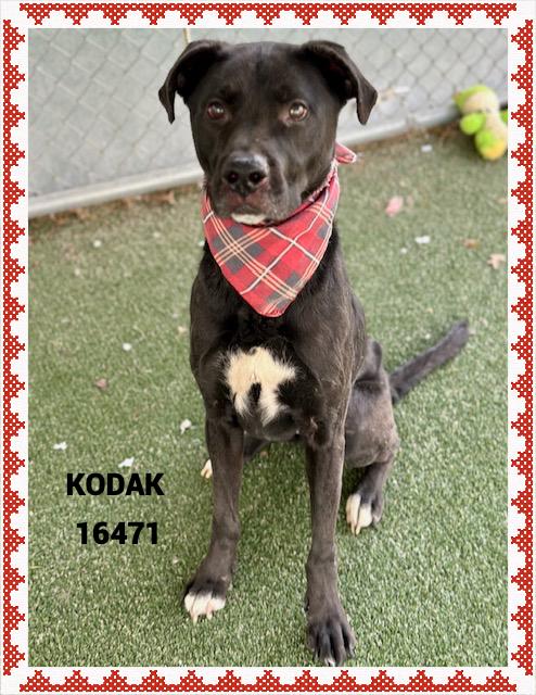 Enlarge KODAK  , an adopted mixed breed in Marietta, GA image 4/5