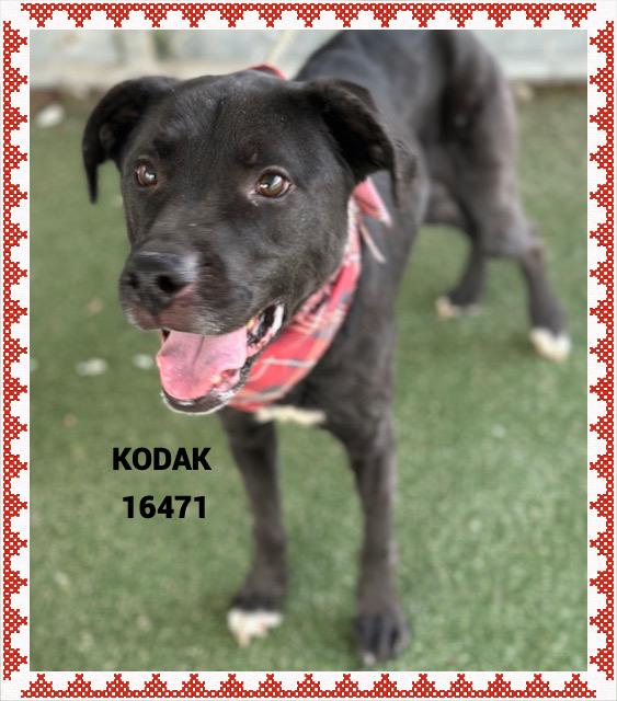 Enlarge KODAK  , an adopted mixed breed in Marietta, GA image 2/5