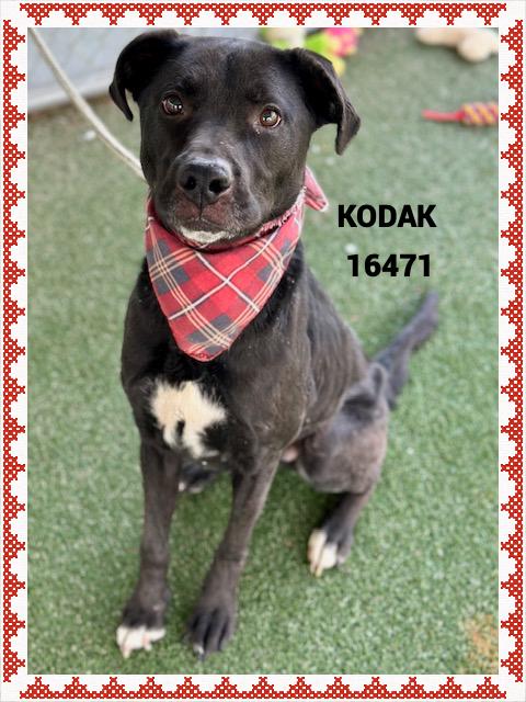 Enlarge KODAK  , an adopted mixed breed in Marietta, GA image 5/5