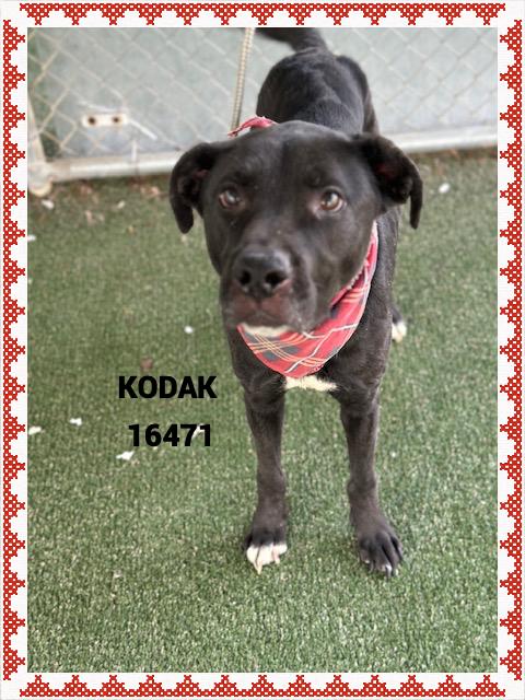 Enlarge KODAK  , an adopted mixed breed in Marietta, GA image 3/5