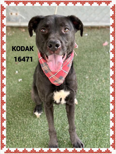 KODAK  , ADOPTABLE, Adult Male Labrador Retriever.