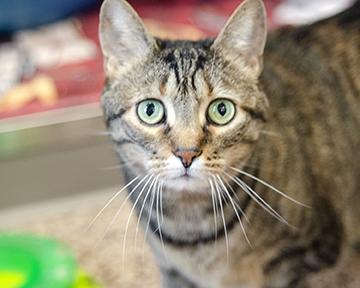 Franny, Adoptable, Senior Female Domestic Short Hair & Domestic Short Hair.