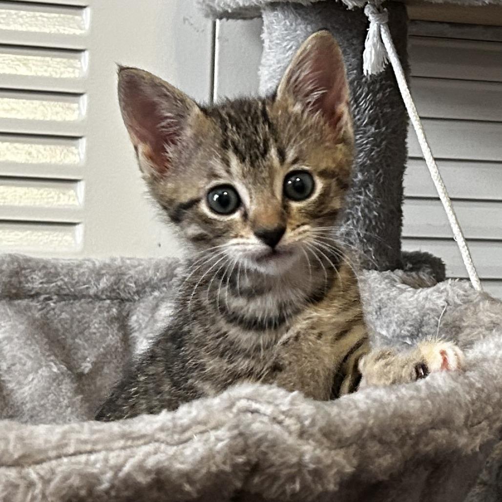 Enlarge Cookie Dough, a Adoptable Domestic Short Hair in Parkland, FL image 1/2