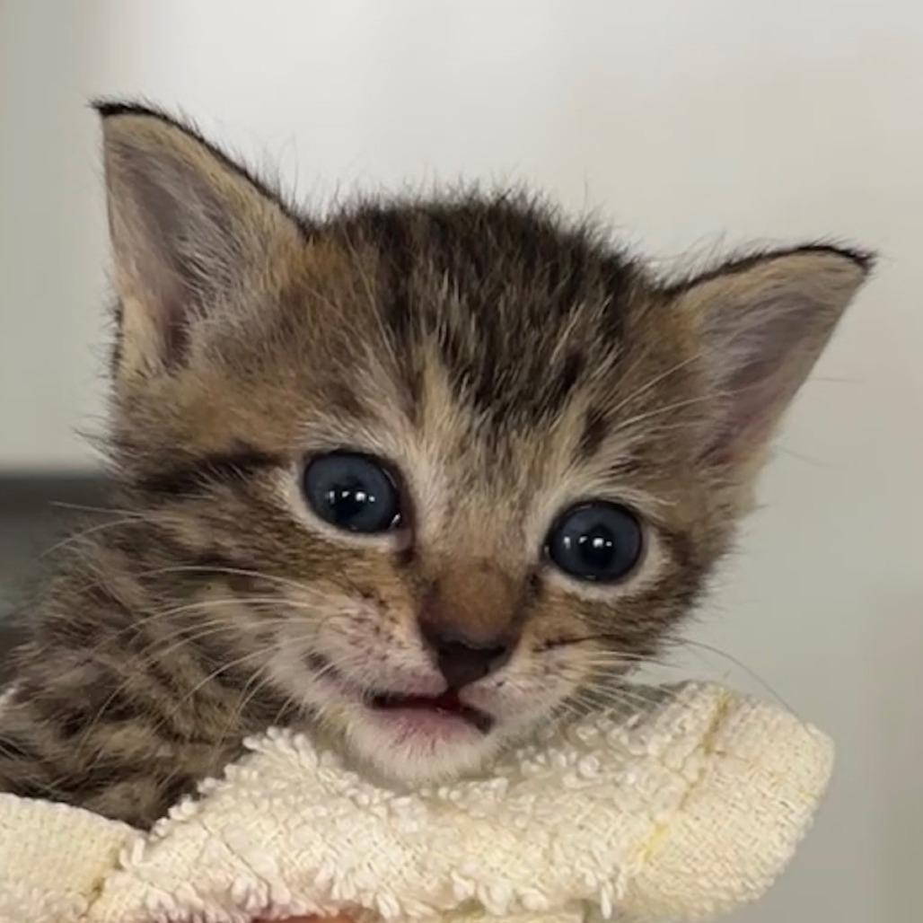 Enlarge Cookie Dough, a Adoptable Domestic Short Hair in Parkland, FL image 2/2