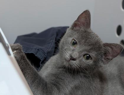 Ringo, Adoptable, Young Male Domestic Short Hair & Domestic Short Hair.