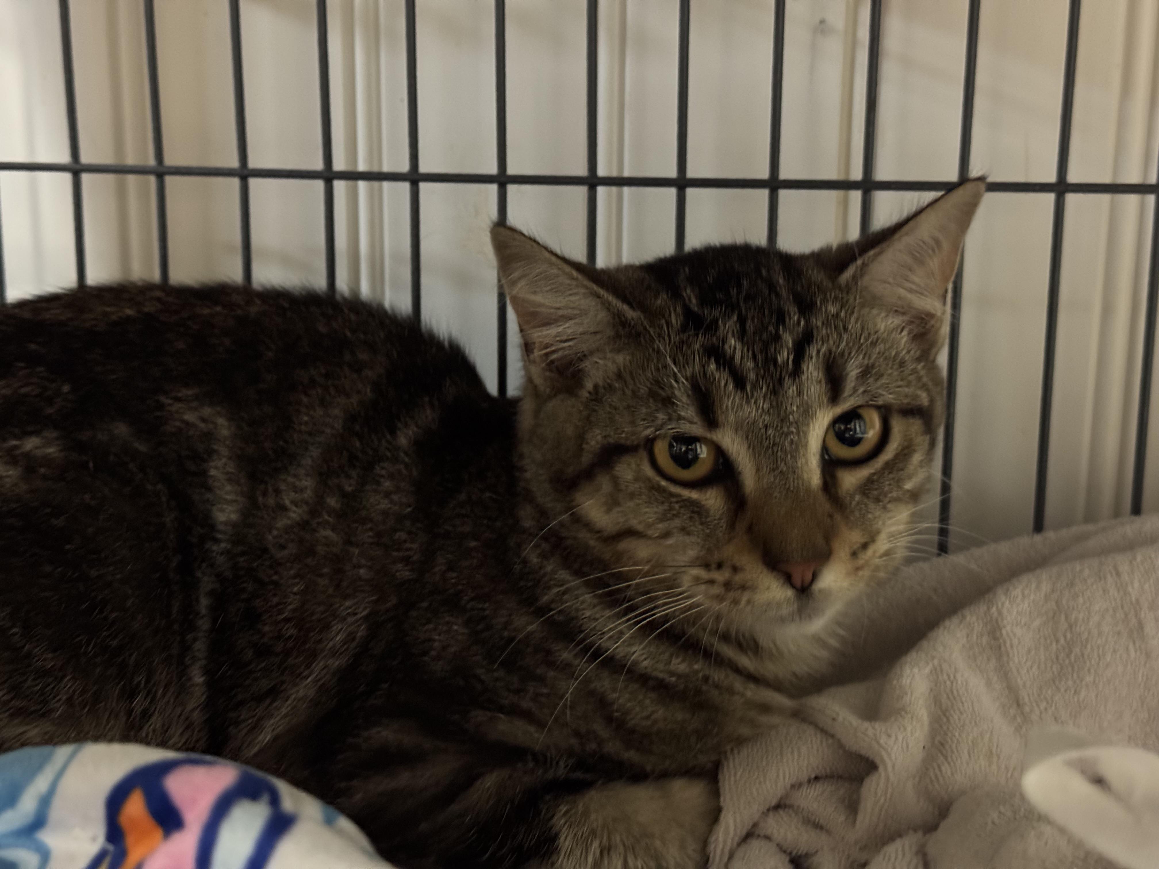 Jill, Adoptable, Young Female Domestic Medium Hair.