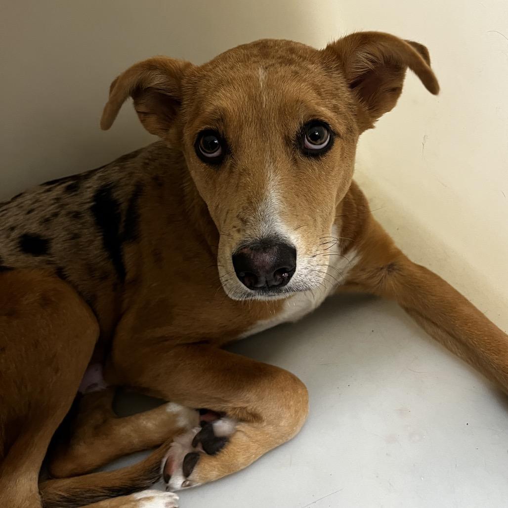 Snickers thumbnail 3