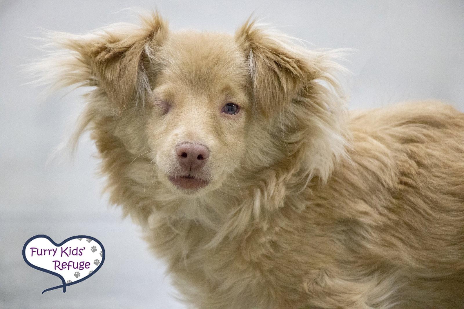 Bestie (M), a Adopted mixed breed in Lee's Summit, MO image 1/3