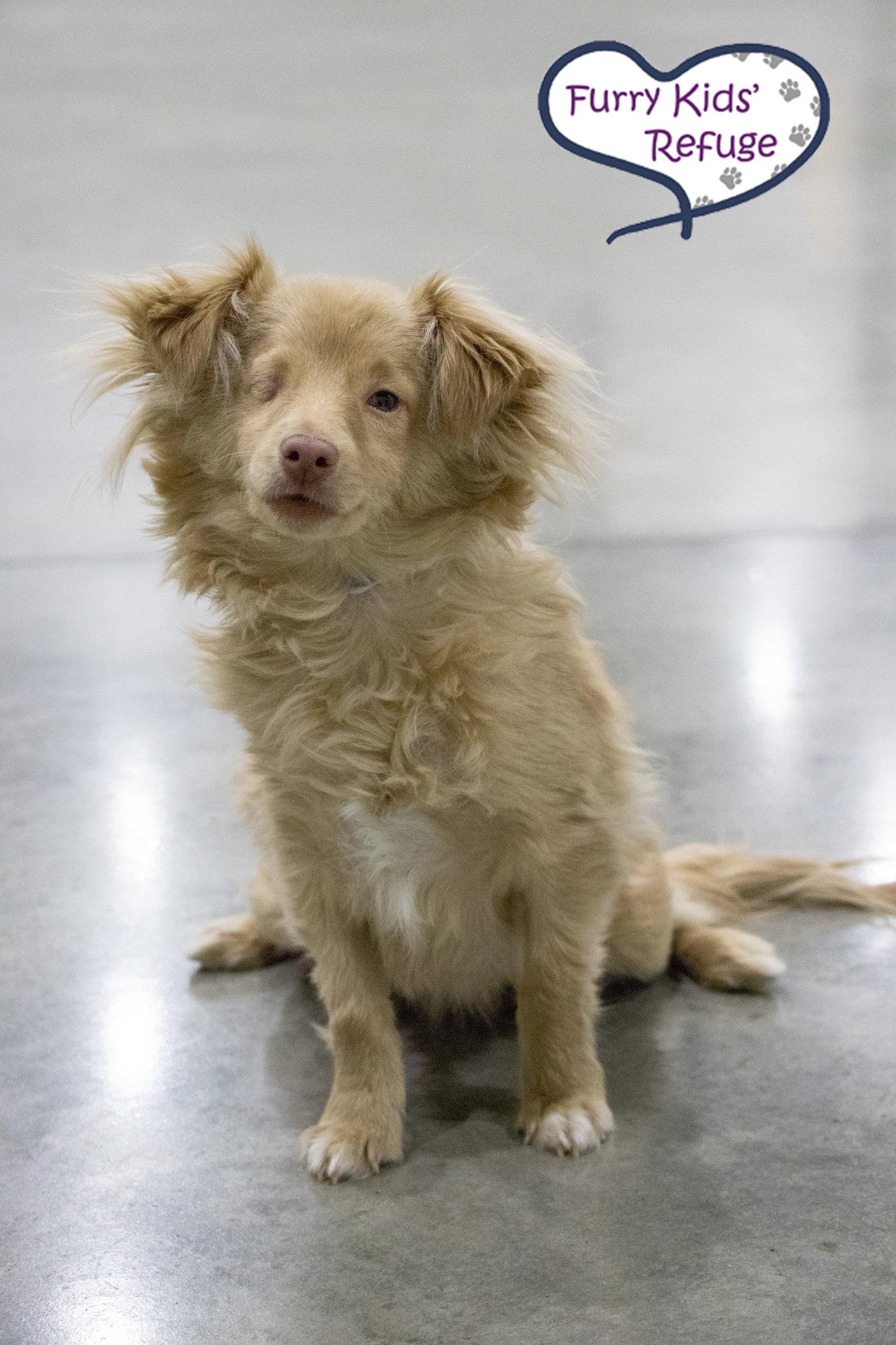Bestie (M), a Adopted mixed breed in Lee's Summit, MO image 2/3