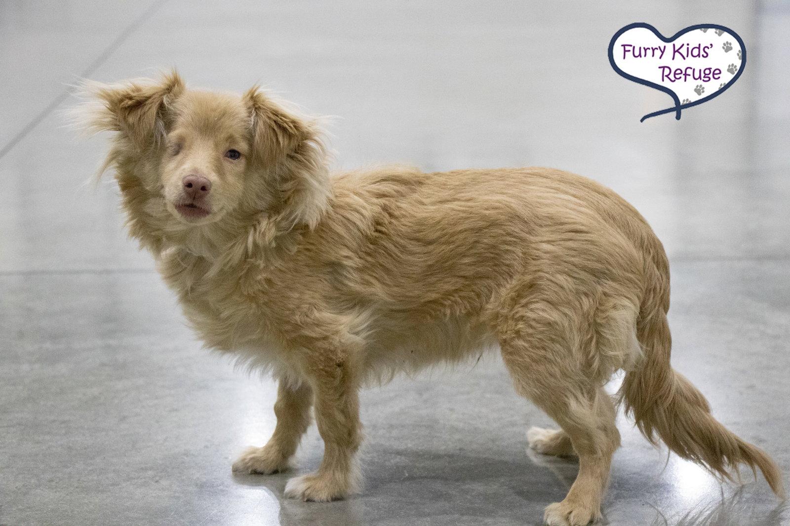 Bestie (M), a Adopted mixed breed in Lee's Summit, MO image 3/3