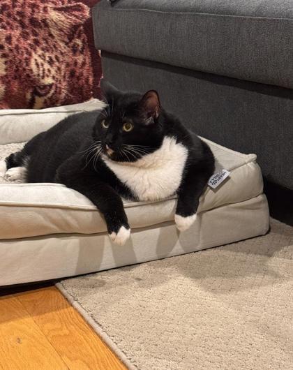 Enlarge Hunter, a Adoptable Domestic Short Hair in Morton Grove, IL image 1/2