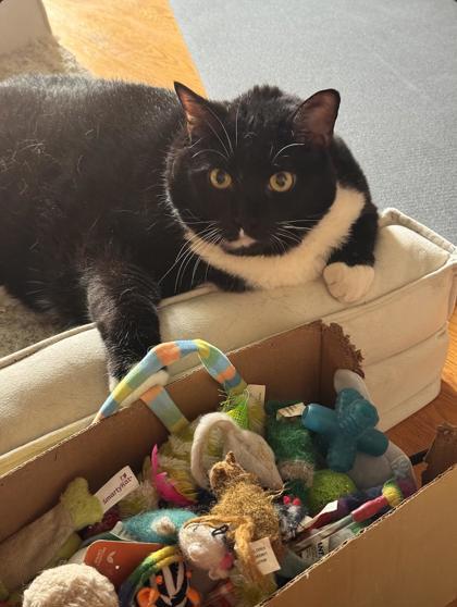 Hunter, a Adoptable Domestic Short Hair in Morton Grove, IL image 2/3
