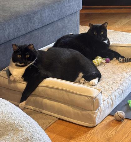 Hunter, Adoptable, Adult Male Domestic Short Hair & Domestic Short Hair.