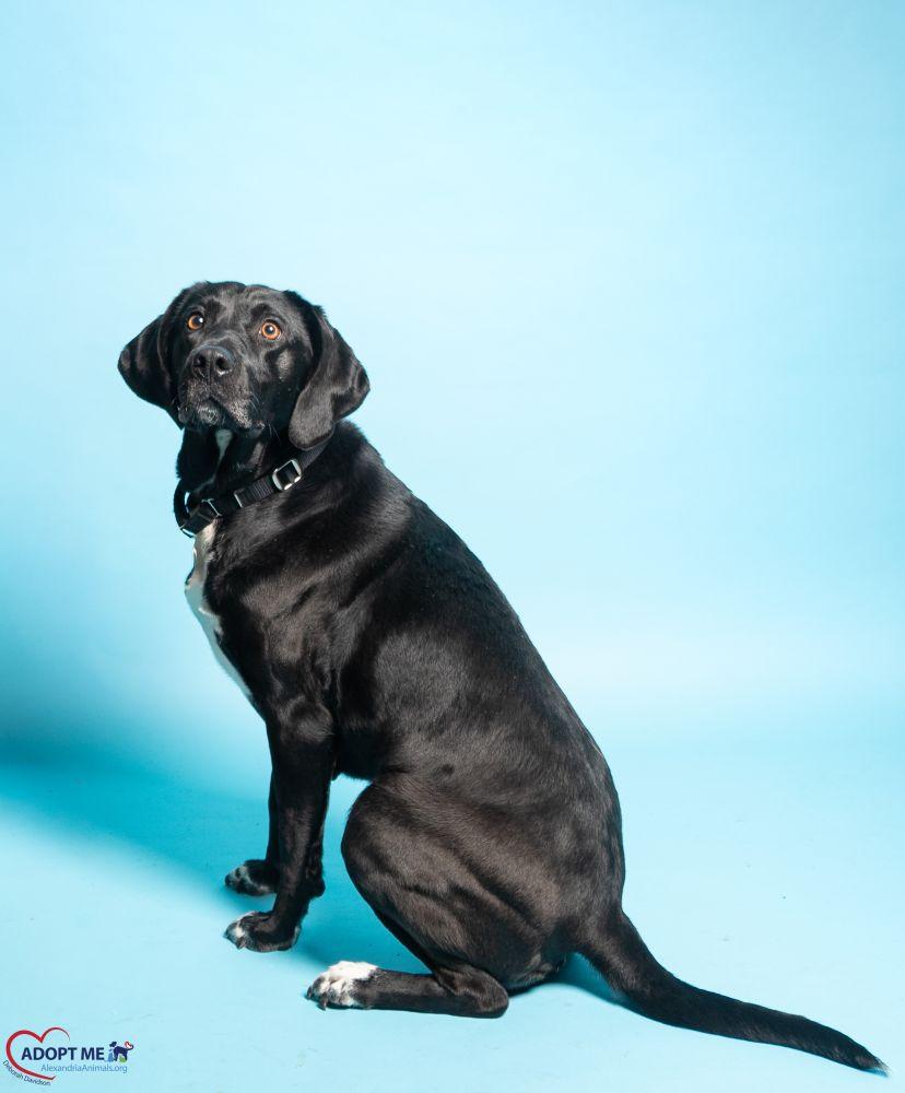 Piper, Adoptable, Adult Female Mixed Breed.