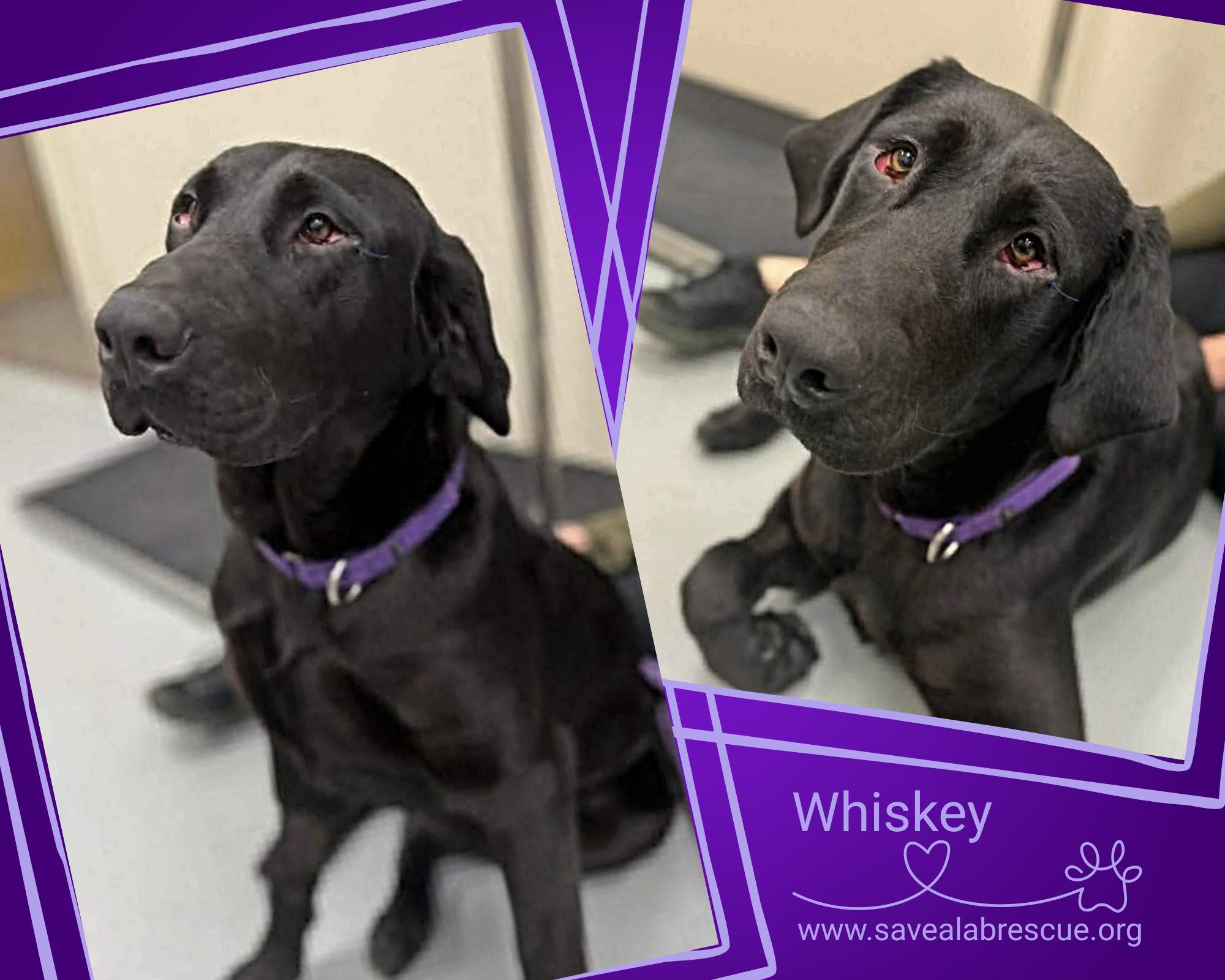 Whiskey, ADOPTABLE, Young Male Labrador Retriever & Black Labrador Retriever.