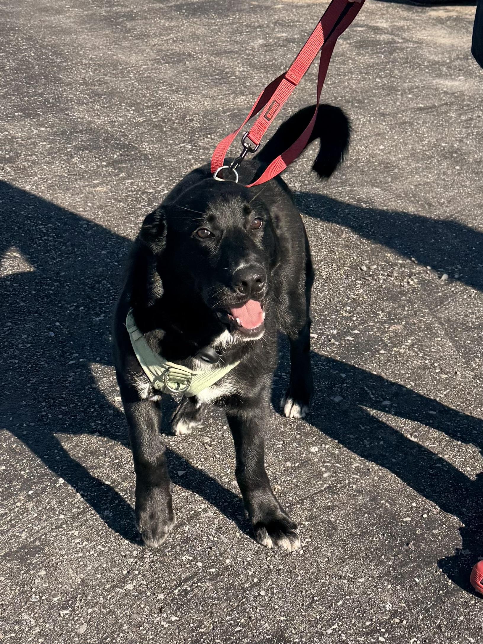 Enlarge Billy, a ADOPTABLE mixed breed in Dunnville, ON image 3/4