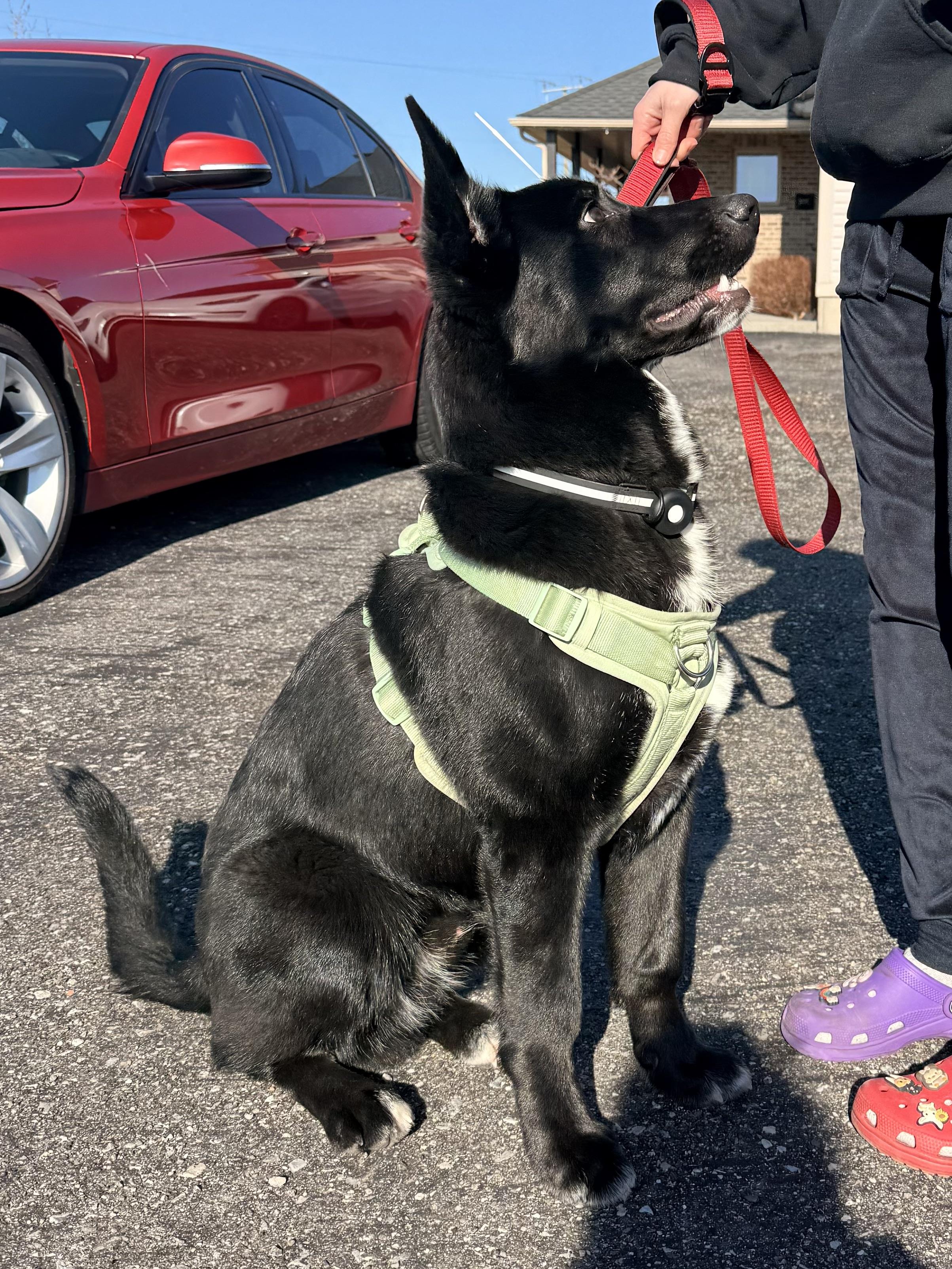 Enlarge Billy, a ADOPTABLE mixed breed in Dunnville, ON image 2/4