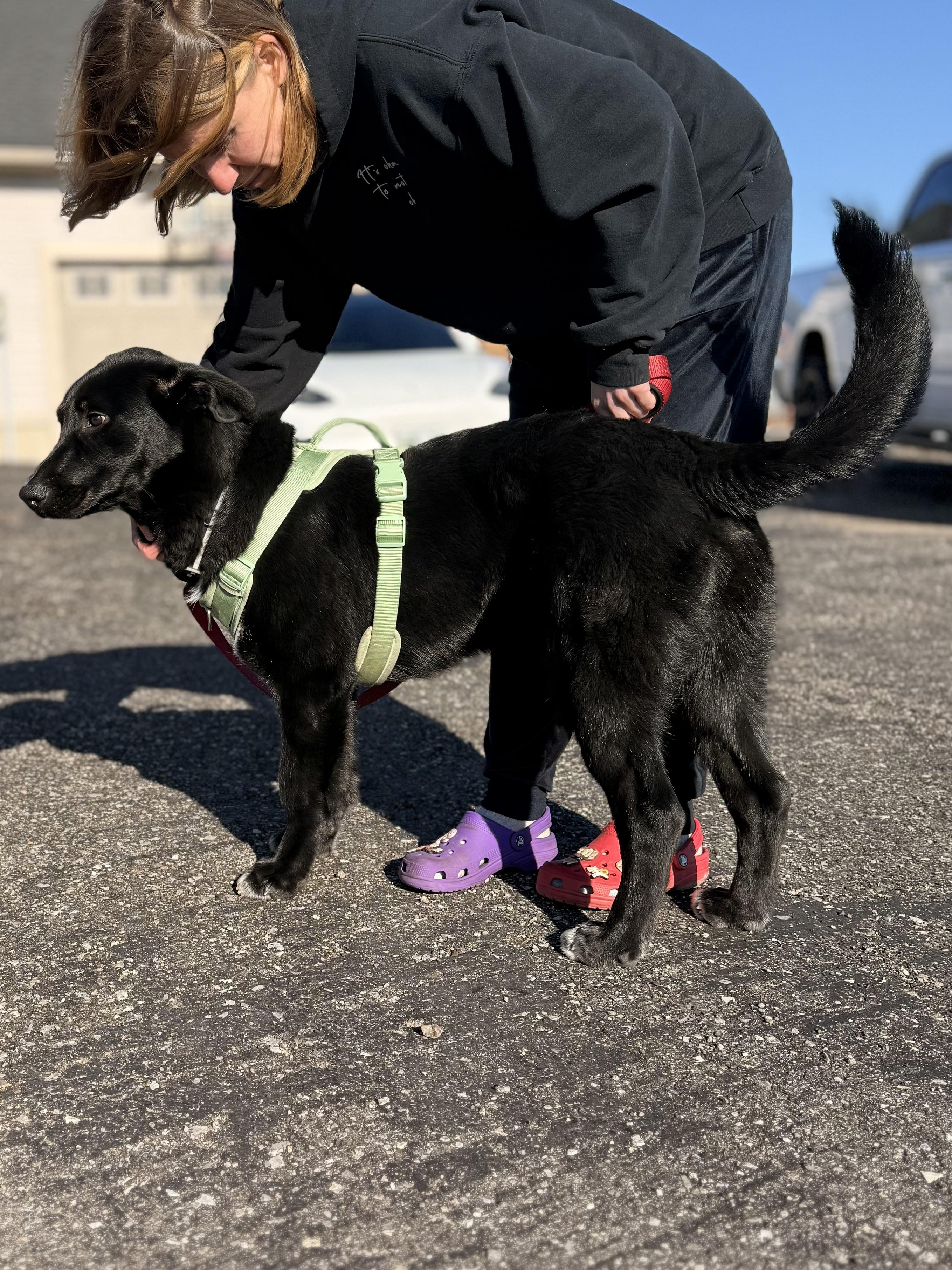 Enlarge Billy, a ADOPTABLE mixed breed in Dunnville, ON image 1/4