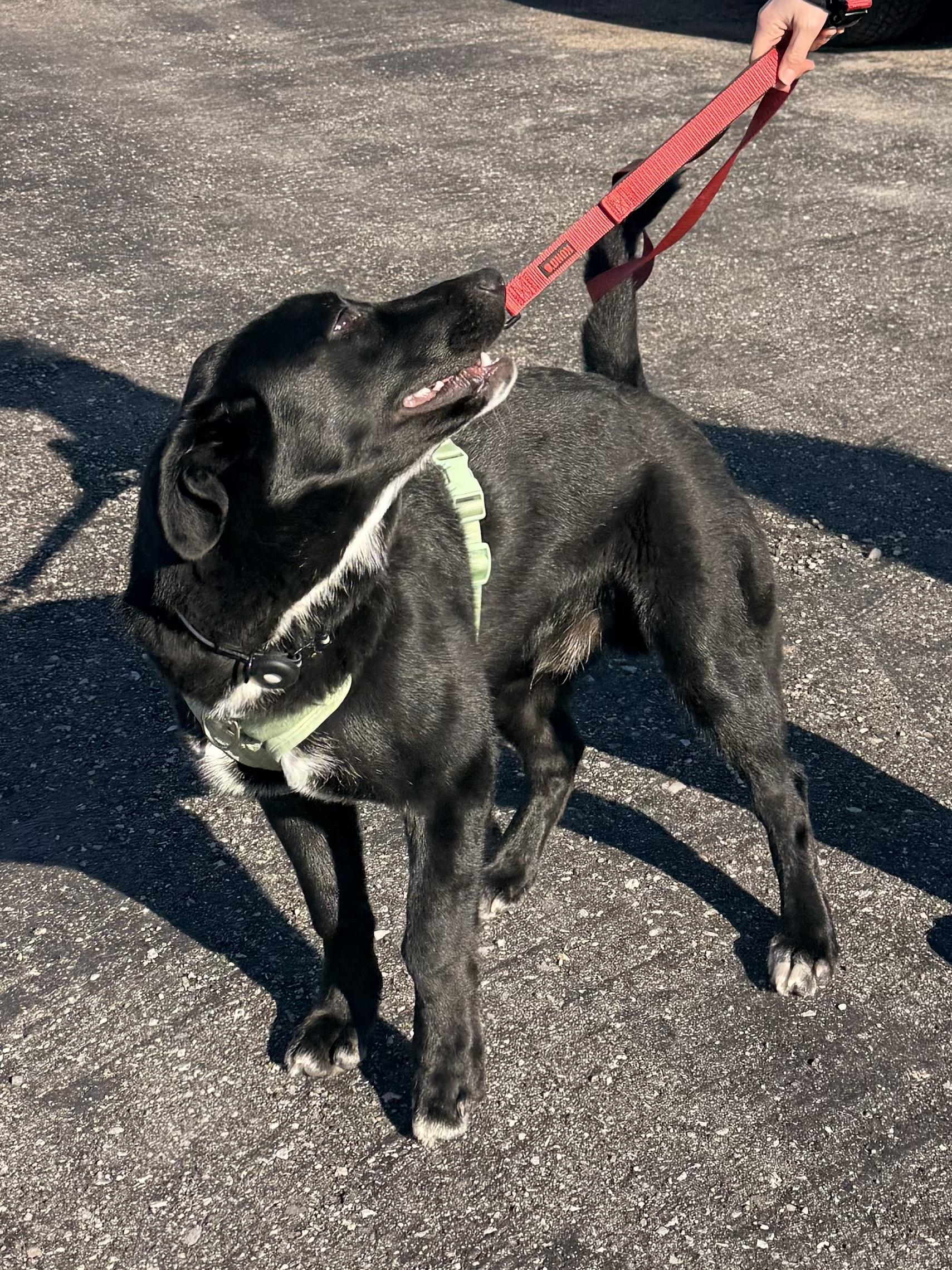 Enlarge Billy, a ADOPTABLE mixed breed in Dunnville, ON image 4/4