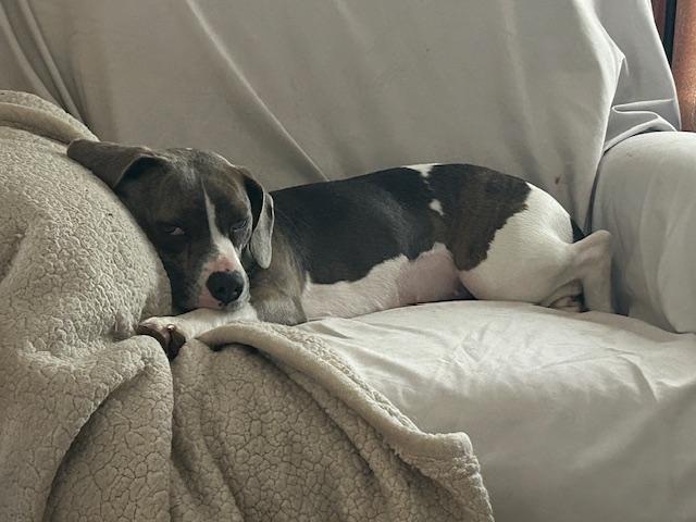 Enlarge Susie, a ADOPTABLE mixed breed in Aurora, IL image 3/5