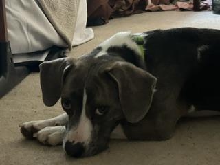 Enlarge Susie, a ADOPTABLE mixed breed in Aurora, IL image 5/5