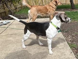 Enlarge Susie, a ADOPTABLE mixed breed in Aurora, IL image 4/5