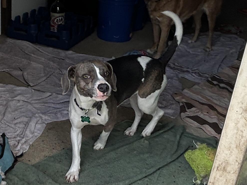 Enlarge Susie, a ADOPTABLE mixed breed in Aurora, IL image 1/5