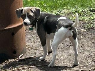 Enlarge Susie, a ADOPTABLE mixed breed in Aurora, IL image 2/5