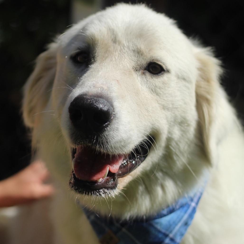 Alice, Adoptable, Adult Female Great Pyrenees.