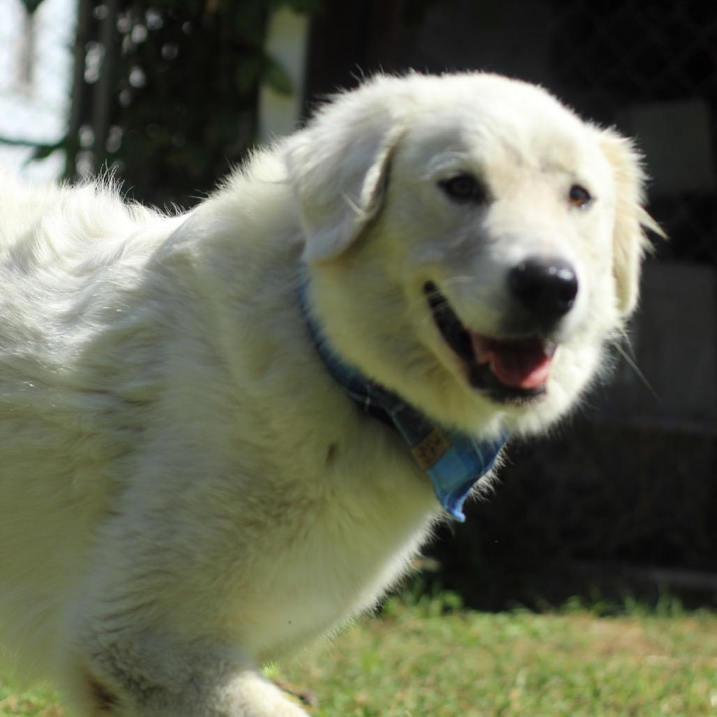 Enlarge Alice, a Adoptable Great Pyrenees in Starkville, MS image 2/6