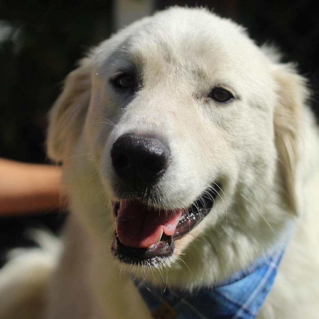 Enlarge Alice, a Adoptable Great Pyrenees in Starkville, MS image 3/6