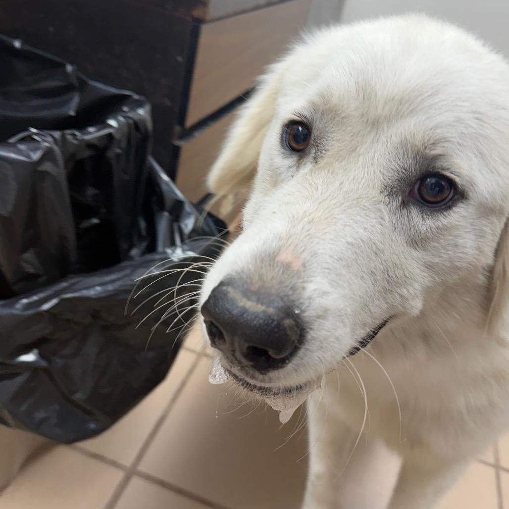 Enlarge Alice, a Adoptable Great Pyrenees in Starkville, MS image 4/6