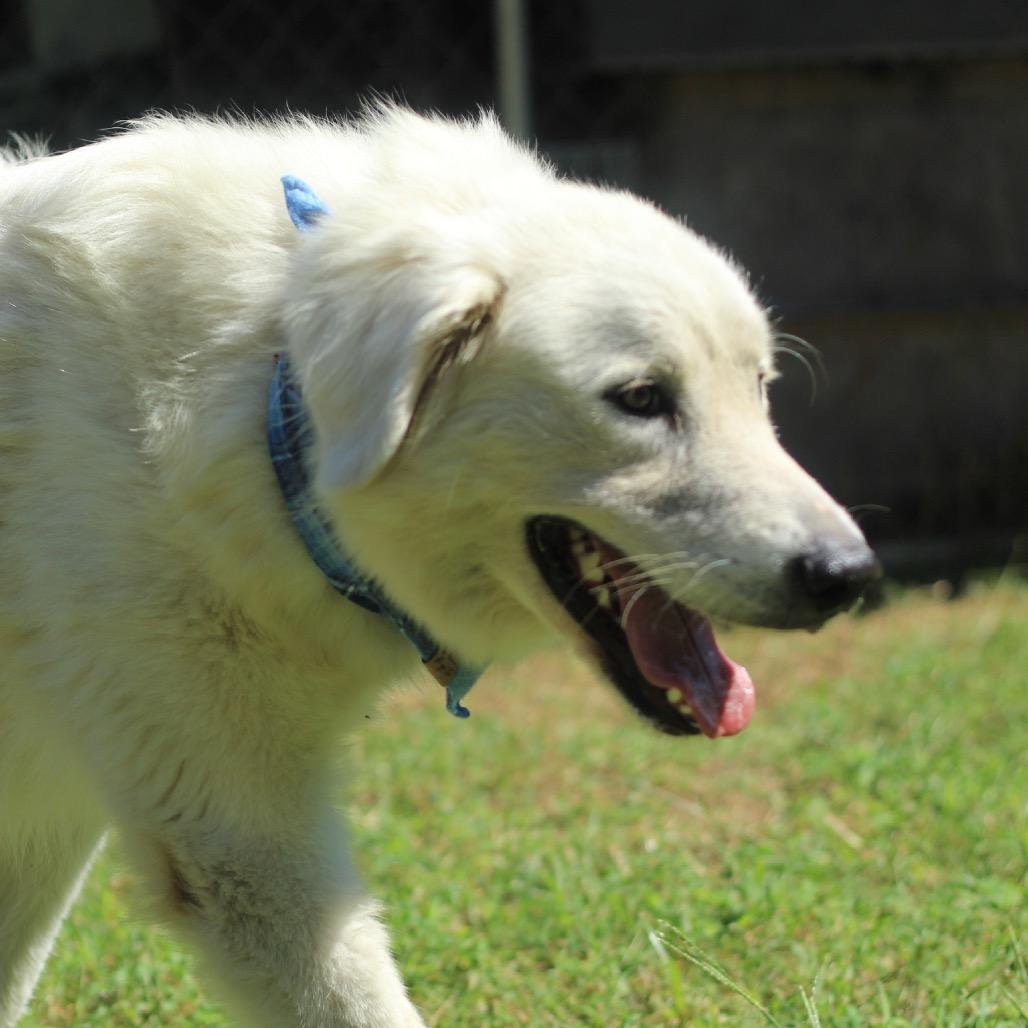 Enlarge Alice, a Adoptable Great Pyrenees in Starkville, MS image 5/6