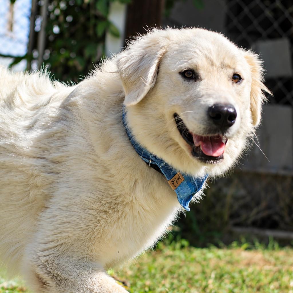 Enlarge Alice, a Adoptable Great Pyrenees in Starkville, MS image 6/6