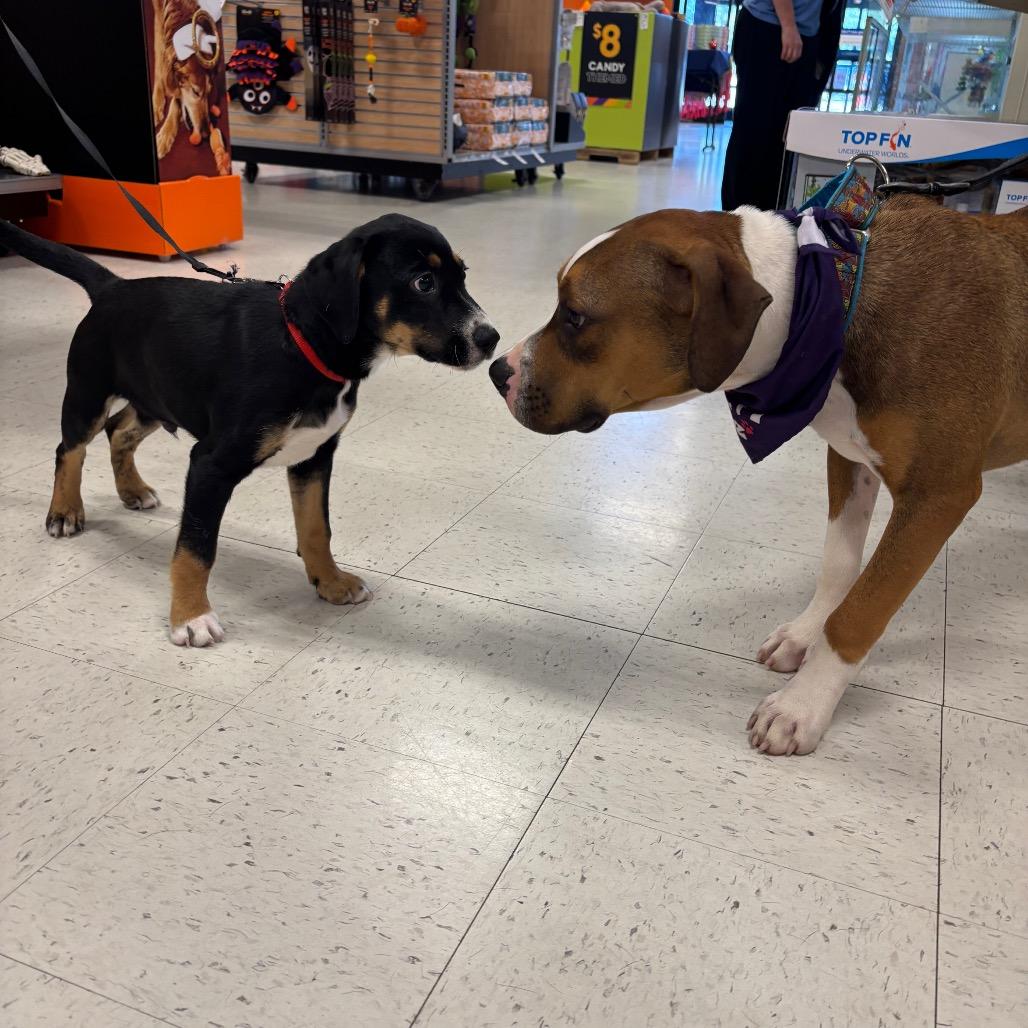 Zindleboo (Boomer) 25-1313, a Adoptable Mixed Breed in Yanceyville, NC image 1/4