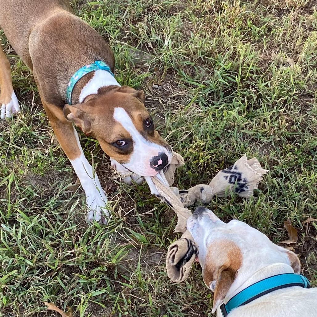 Zindleboo (Boomer) 25-1313, a Adoptable Mixed Breed in Yanceyville, NC image 3/4