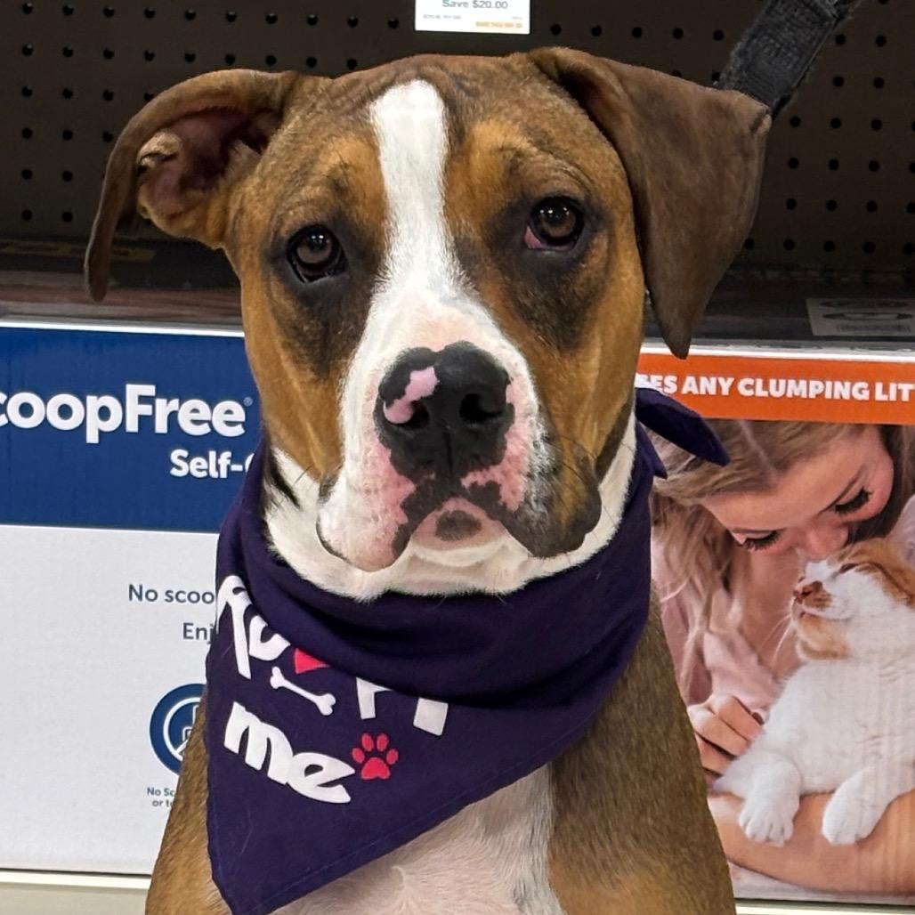 Zindleboo (Boomer) 25-1313, a Adoptable Mixed Breed in Yanceyville, NC image 4/4