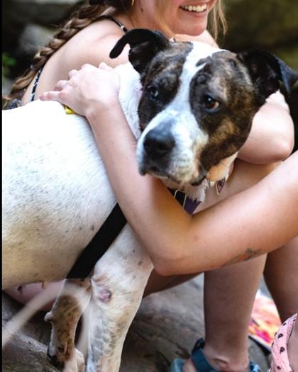 Dori, a Adoptable Pit Bull Terrier in Washington, DC image 1/3