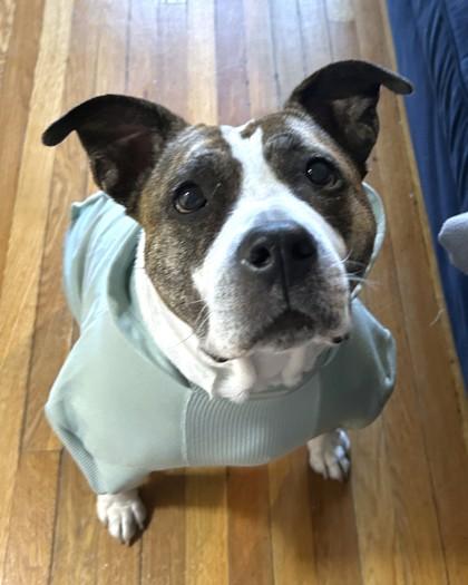 Dori, Adoptable, Adult Female Pit Bull Terrier.