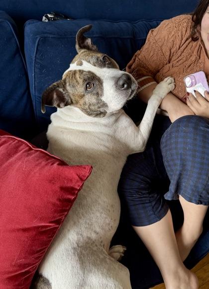 Dori Sunshine, Adoptable, Adult Female Mixed Breed & Mixed Breed.