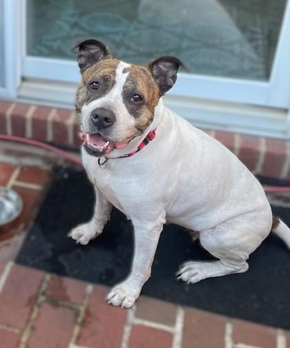 Enlarge Dori, a Adoptable Pit Bull Terrier in Washington, DC image 2/3