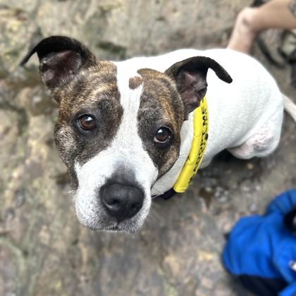 Dori, Adoptable, Adult Female Pit Bull Terrier.