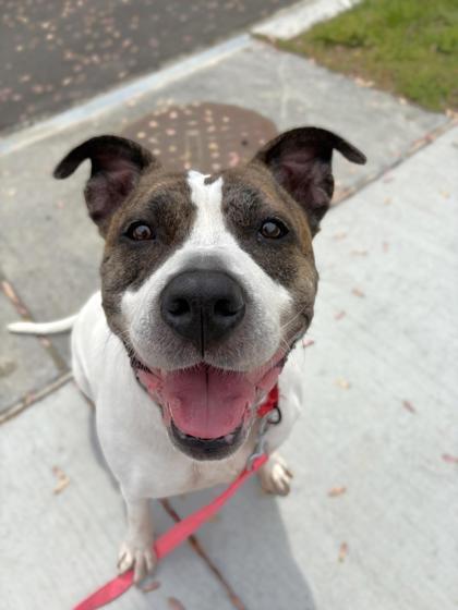 Enlarge Dori Sunshine, a Adoptable Mixed Breed in Washington, DC image 3/3