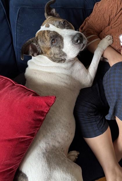 Enlarge Dori, a Adoptable Pit Bull Terrier in Washington, DC image 3/3