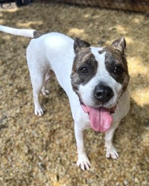 Dori, a Adoptable Pit Bull Terrier in Washington, DC image 3/3