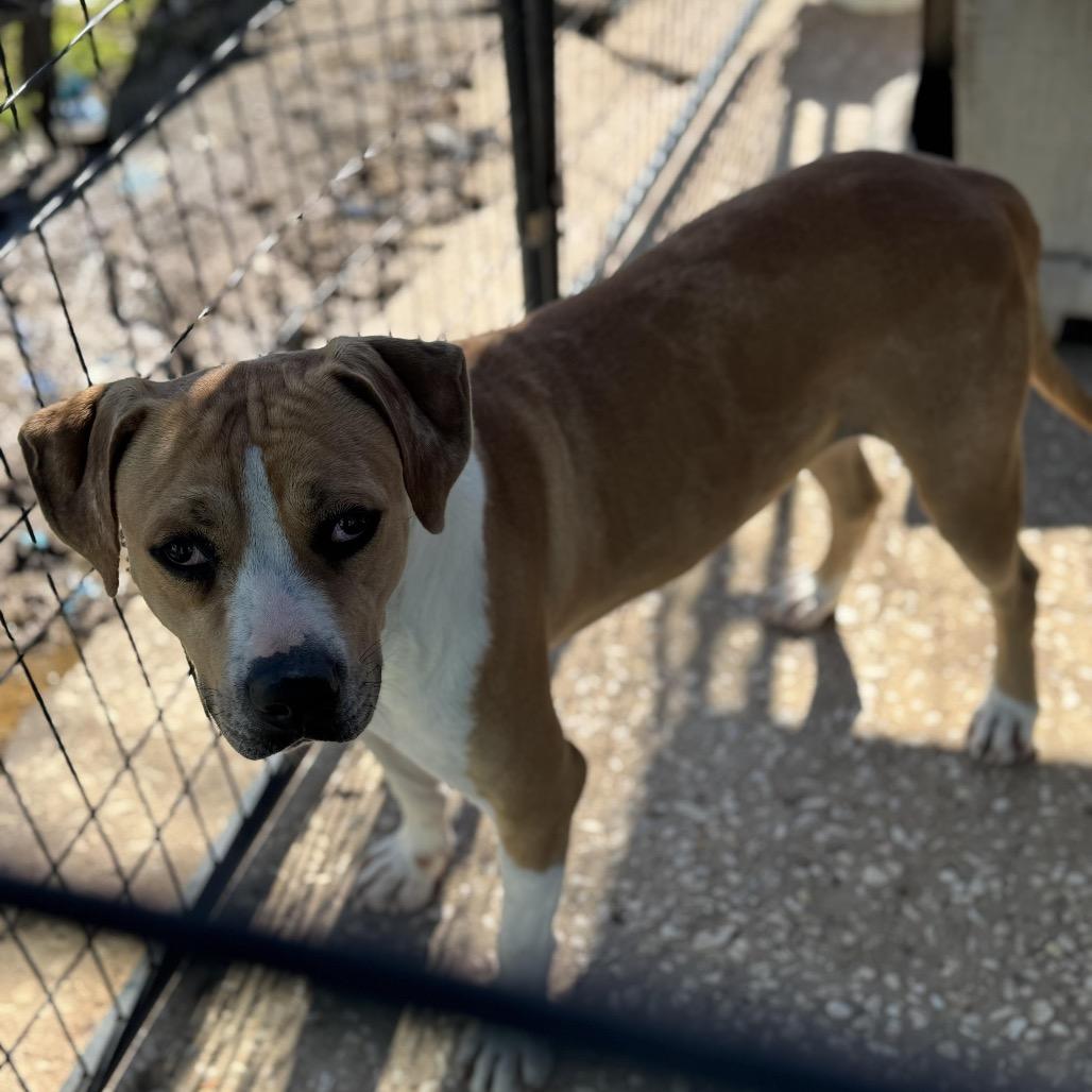 Riggs, Adoptable, Adult Male Catahoula Leopard Dog.