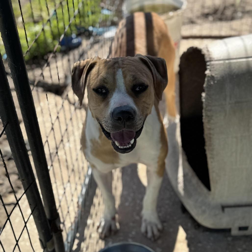 Riggs, a Adoptable Catahoula Leopard Dog in Halifax , NS image 3/6