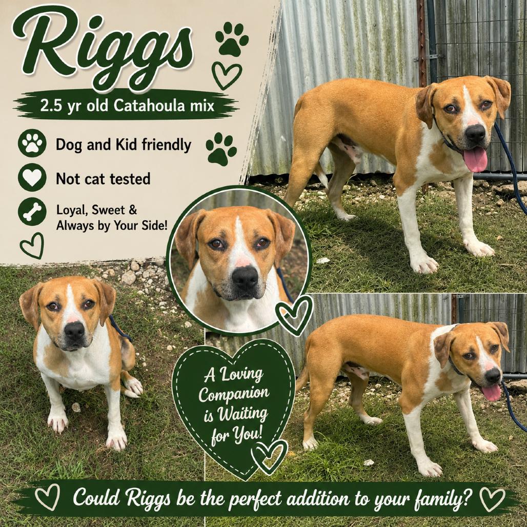 Riggs, a Adoptable Catahoula Leopard Dog in Halifax , NS image 2/6