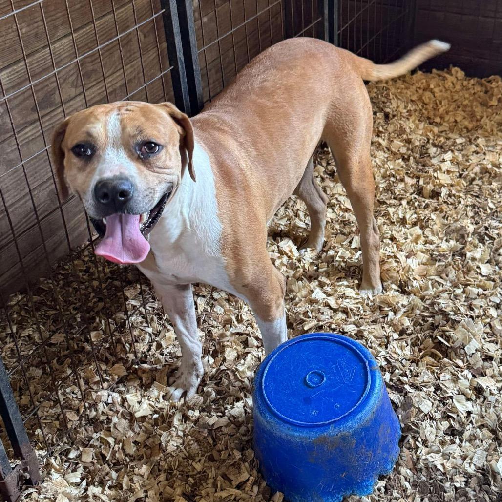 Riggs, a Adoptable Catahoula Leopard Dog in Halifax , NS image 5/6